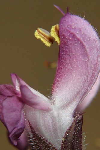 Salvia sclareiodes Brot.