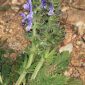 Salvia verbenaca L.