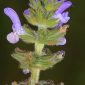 Salvia verbenaca L.