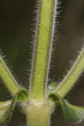 Salvia verbenaca L.