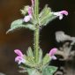Salvia viridis L.