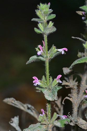 Salvia viridis L.