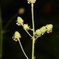 Sanguisorba hybrida (L.) Font Quer