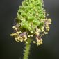 Sanguisorba hybrida (L.) Font Quer