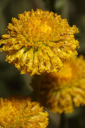 Santolina chamaecyparissus L.
