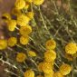 Santolina chamaecyparissus L.