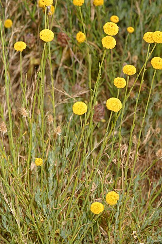 Santolina rosmarinifolia L. subsp. rosmarinifolia