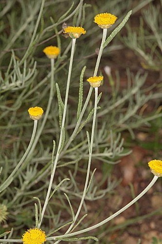 Santolina rosmarinifolia L. subsp. canescens (Lag.) Nyman