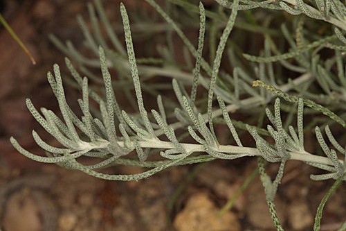 Santolina rosmarinifolia L. subsp. canescens (Lag.) Nyman