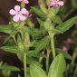 Saponaria ocymoides L.
