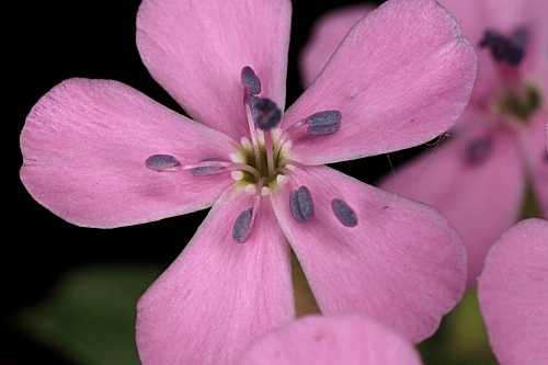 Saponaria ocymoides L.