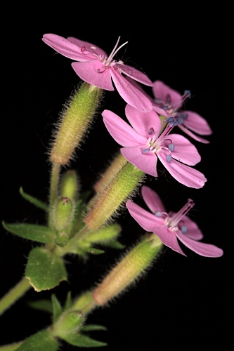 Saponaria ocymoides L.