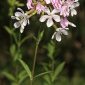 Saponaria officinalis L.
