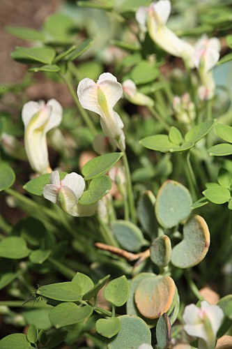 Sarcocapnos crassifolia subsp. speciosa (Boiss.) Rouy