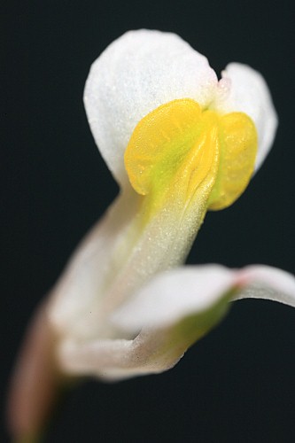 Sarcocapnos crassifolia subsp. speciosa (Boiss.) Rouy