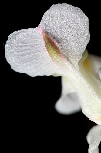 Sarcocapnos enneaphylla (L.) DC.