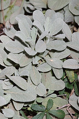 Scabiosa andryalifolia (Pau) Devesa