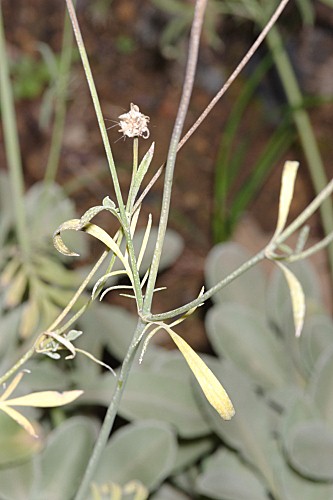 Scabiosa andryalifolia (Pau) Devesa