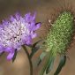 Scabiosa atropurpurea L.