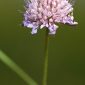 Scabiosa atropurpurea L.