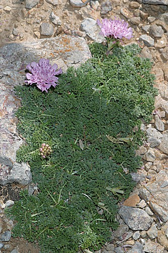 Lomelosia pulsatilloides subsp. pulsatilloides (Boiss.) Greuter & Burdet