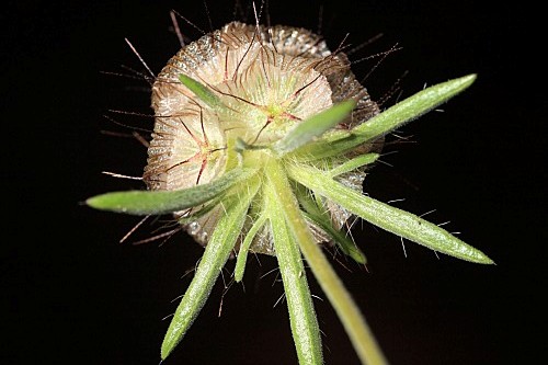 Lomelosia stellata (L.) Raf.