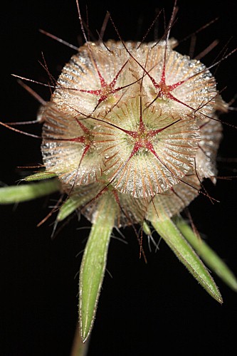 Lomelosia stellata (L.) Raf.