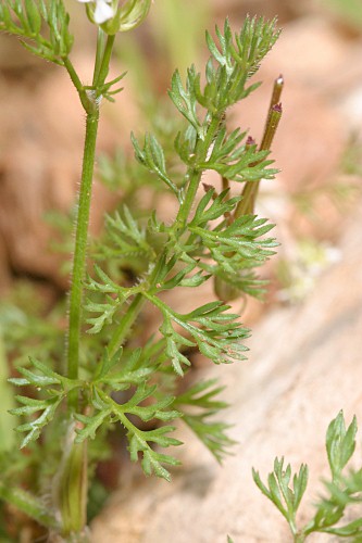 Scandix australis L.