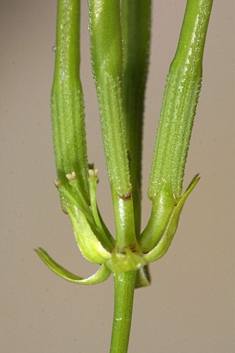 Scandix pecten-veneris L.