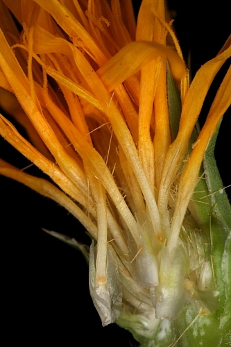 Scolymus hispanicus L.