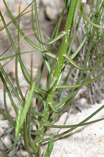 Scorzonera angustifolia L.