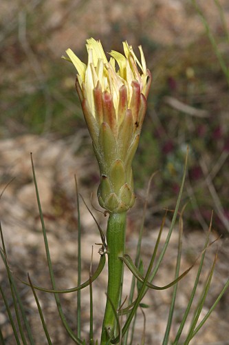 Scorzonera angustifolia L.