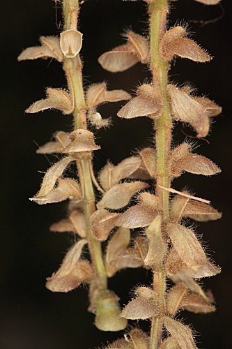 Scutellaria alpina subsp. alpina L.