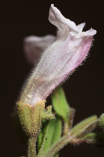 Scutellaria minor Hudson