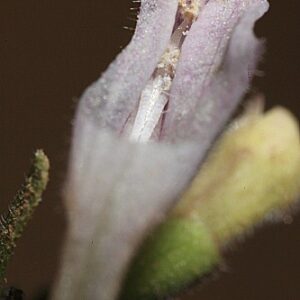 Scutellaria minor Hudson