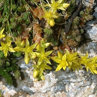 Sedum acre L.