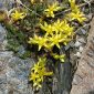 Sedum acre L.