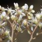 Sedum album L.