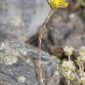 Sedum amplexicaule (Sibth & Sm) DC.