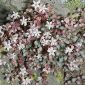 Sedum melanantherum DC.