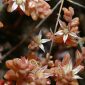 Sedum arenarium Brot.