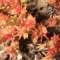 Sedum caespitosum (Cav) DC.