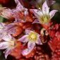 Sedum candollei Raym.-Hamet