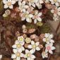 Sedum hirsutum All.