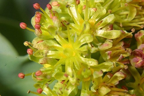 Rhodiola rosea L.