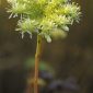 Sedum sediforme (Jacq) Pau