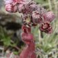 Sempervivum minutum (Kunze ex Willk.) Nyman ex Pau