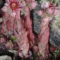 Sempervivum minutum (Kunze ex Willk.) Nyman ex Pau