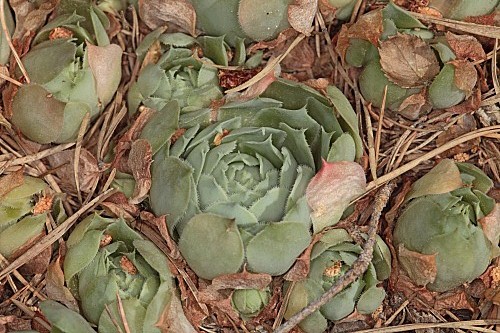 Sempervivum tectorum L.