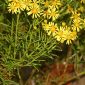 Senecio malacitanus Huter